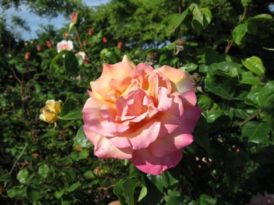 rose_sonnenuntergang.jpg