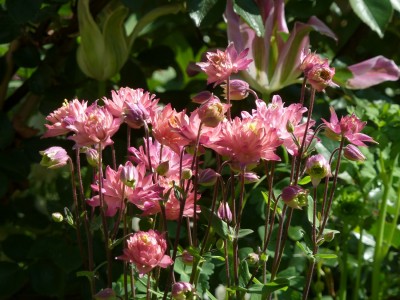 Aquilegia Salmon Rose.jpg