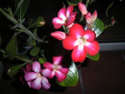 RIMG0084.JPG
