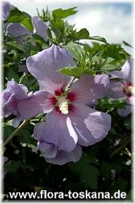hibiscus_syriacus_blue_bird_-_02076.jpg