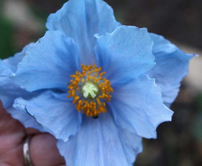 blauer Scheinmohn2 11.05.11.jpg
