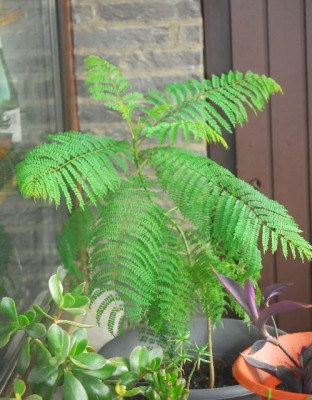 Jacarandaa 021yy.jpg