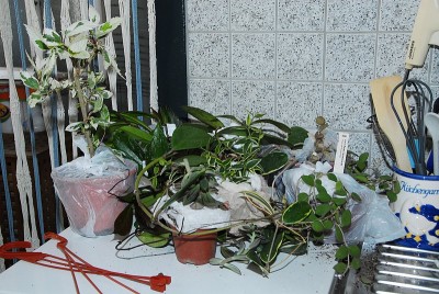 dsc_6908_Pflanzen.jpg