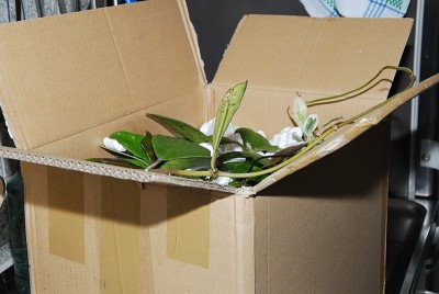 dsc_6907_Paket.jpg