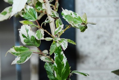 dsc_6912_Hibi_panasch.jpg