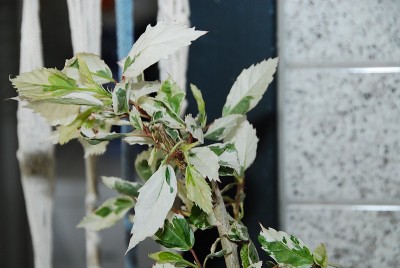dsc_6911_Hibi_panasch.jpg