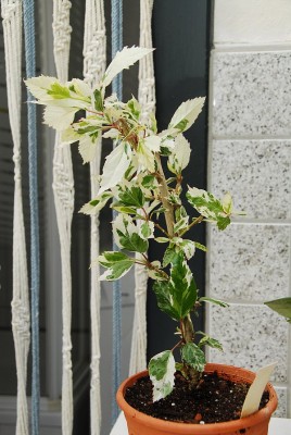 dsc_6910_Hibiskus_panaschiert.jpg