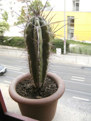 PICT0115.JPG