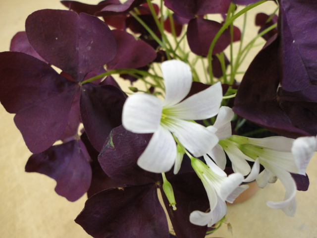 wer kennt diese (EDEKA) Pflanze - Oxalis  Pflanzenbestimmung &  Pflanzensuche  GREEN24 Pflanzen & Garten Forum