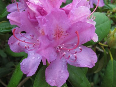 Rhododendron.JPG