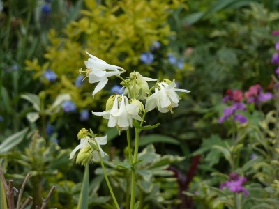 Mellow Yellow Blüten.jpg