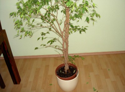 PICT9208.jpg