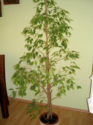 PICT9204.jpg