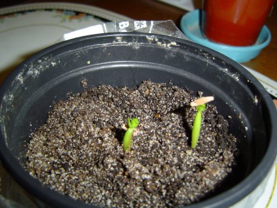 Adenium, gesät am 4.5.jpg