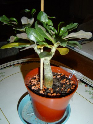 Adenium, gerettet.jpg