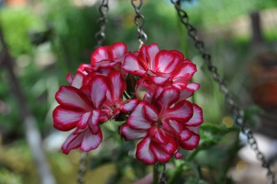 agd 006 (1280x850).jpg