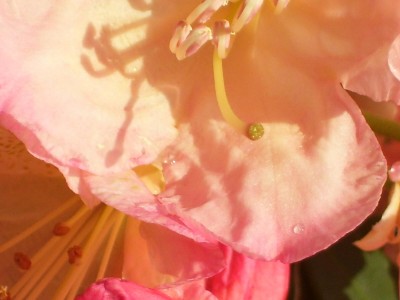 Rhododendron yak.`Perccy Wiseman`_3.jpg