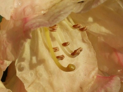 Rhododendron yak.`Perccy Wiseman`_2.jpg