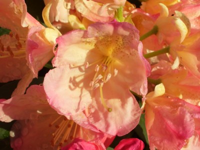 Rhododendron yak.`Perccy Wiseman`_1.jpg