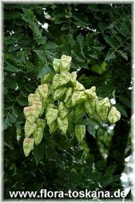 koelreuteria_paniculata_frucht_1_-_220806.jpg