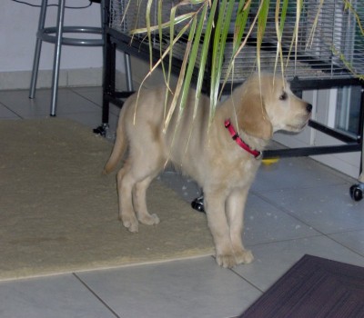 Feeni noch Welpe 1.jpg