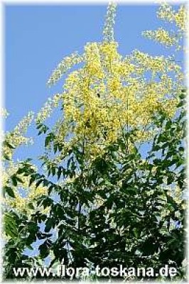koelreuteria_panicualata_2_270605.jpg