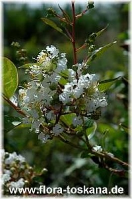 lagerstoemia_indica_alba_3_-_200806.jpg