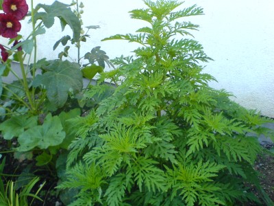 DSC01321.jpg