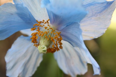 blauer Scheinmohn 13.05..jpg