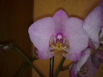 Phalenopsis.......JPG