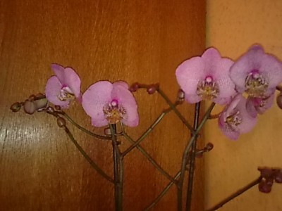 Phalenopsis.....JPG