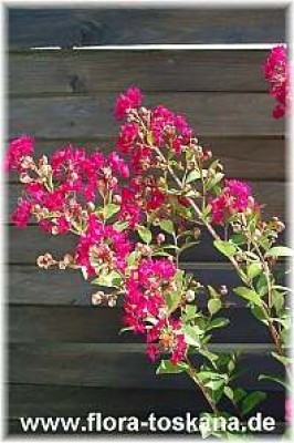 lagerstroemia_indica_bluete_rot_-_digi.jpg