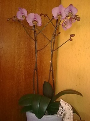 Phalenopsis...JPG