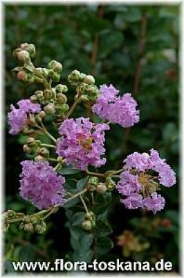 lagerstroemia_indica_superviolacea_6_-_050707.jpg