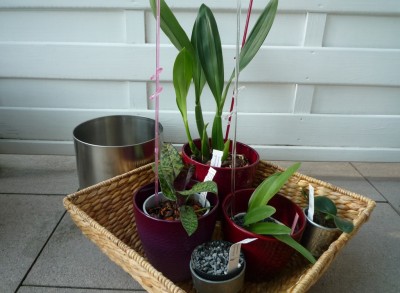 5 Orchideen.JPG
