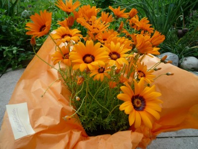 Kapkörbchen orange.JPG