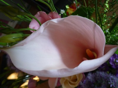 Calla Blüte rosa.JPG