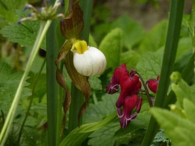 Cypripedium Kentucky mit Dicentra Burning Hearts.jpg