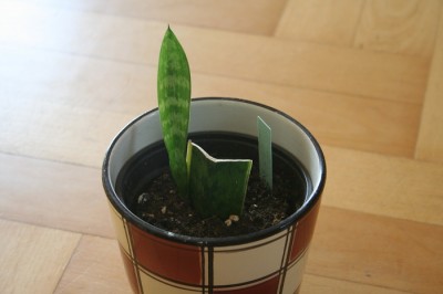 Sansevieria.jpg