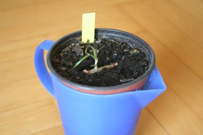 Dracaena.jpg