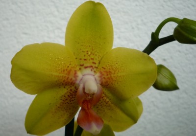 Phal gelb-grün.JPG