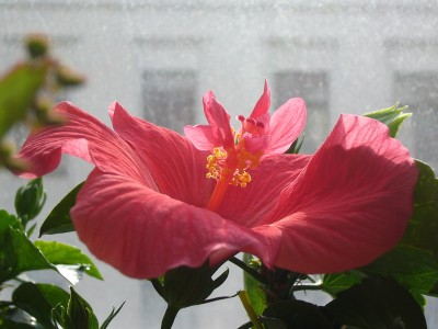 hibiskus mutant.jpg