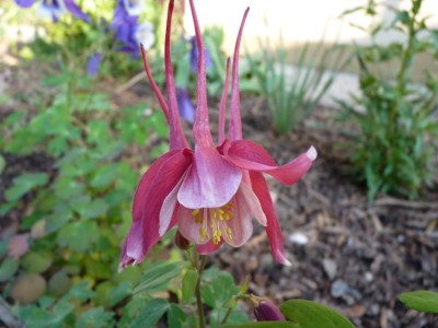 akelei rot weiss.jpg