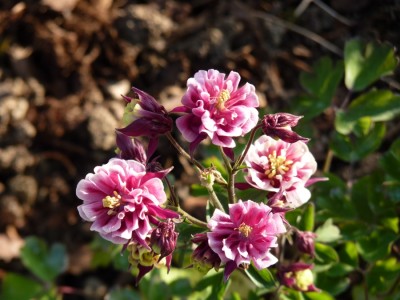 akelei gefüllt rosa.jpg