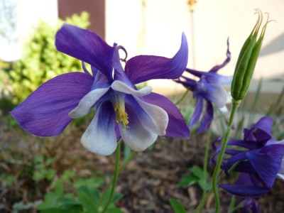 akelei blau weiss.jpg