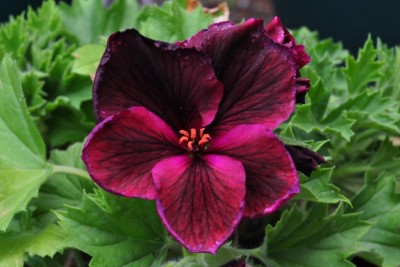 saffdsg 040 (1280x850).jpg