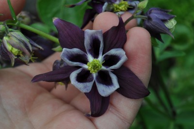 saffdsg 036 (1280x850).jpg