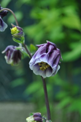 saffdsg 034 (850x1280).jpg