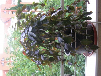 SANY0001.JPG