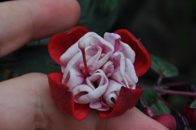 saffdsg 050 (1280x850).jpg